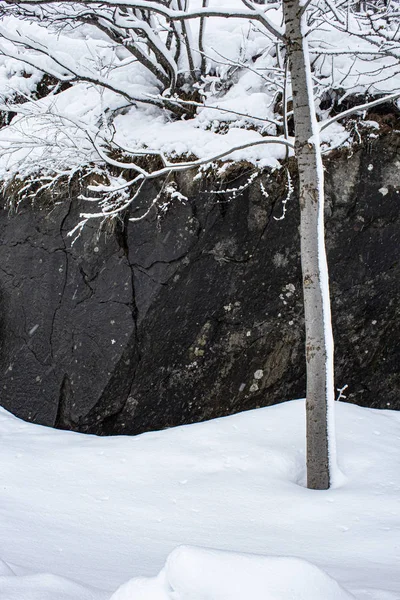 Koyu kayalık arka planda karlı ağaç gövdesi