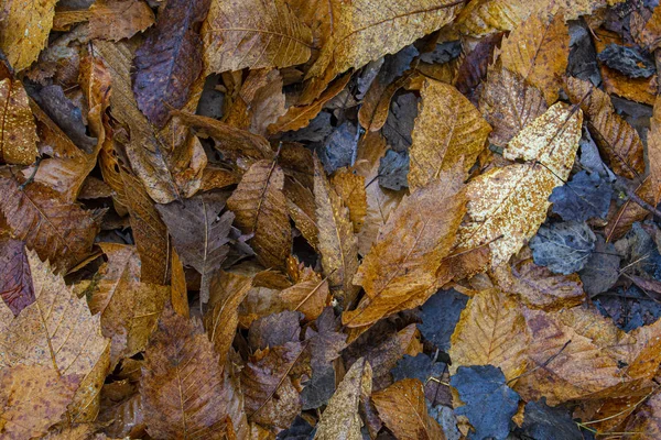 Droge Bladeren Achtergrond Het Hout — Stockfoto