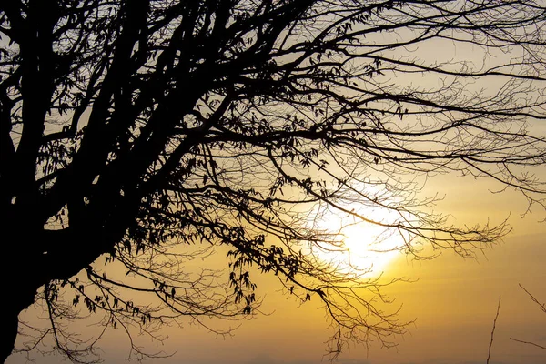 Sunset sun behind tree branches