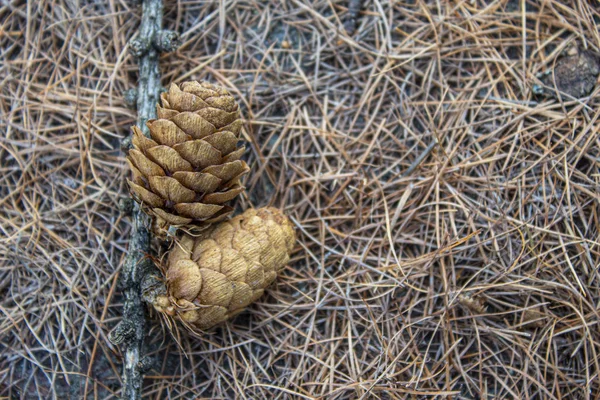 Bir dala bağlı çam kozalakları