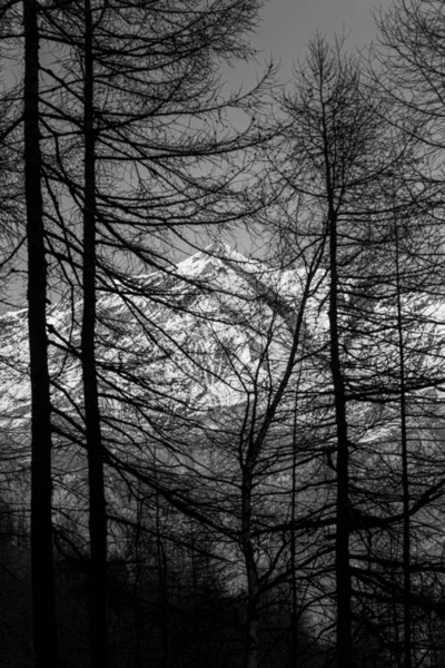 Kutsal dağ Kelt Ormanın ağaçlarının arkasında