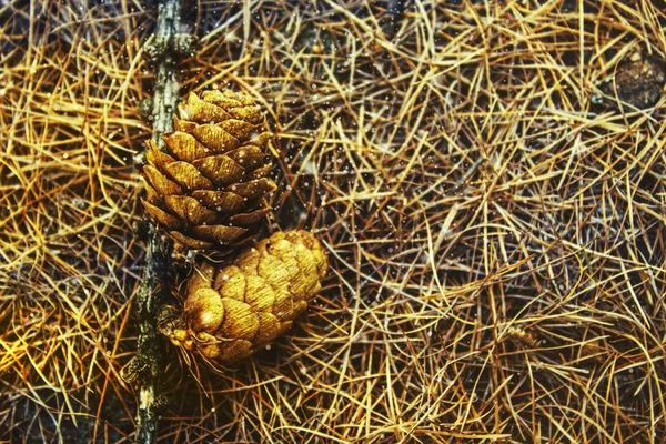 Altın kozalaklar ve sihirli ışık yansımaları