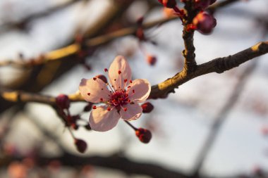 Tomurcuklu vişneli brunch ve yeni pastel pembe çiçekler 31