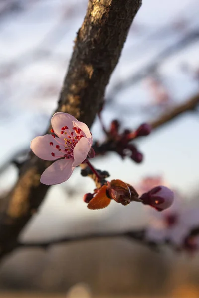 樱桃早午餐 芽和新的面粉红花30 — 图库照片