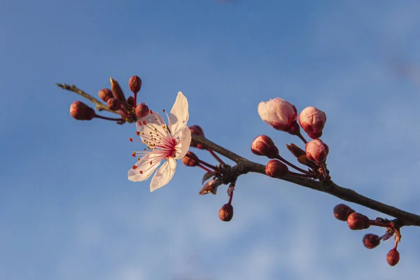 Cherry Brunch Buds New Pastel Pink Flowers — Stock Photo, Image
