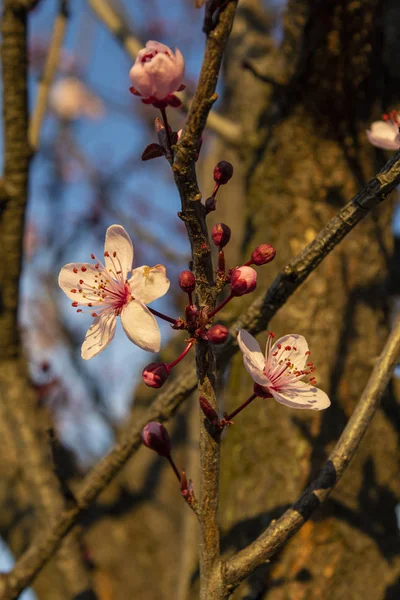 樱桃早午餐与芽和新的粉红花28 — 图库照片