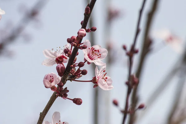 꽃봉오리와 새로운 연분홍색 곁들인 브런치 — 스톡 사진