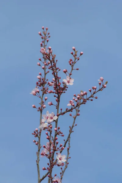 Cherry Brunch Buds New Pastel Pink Flowers — Stock Photo, Image