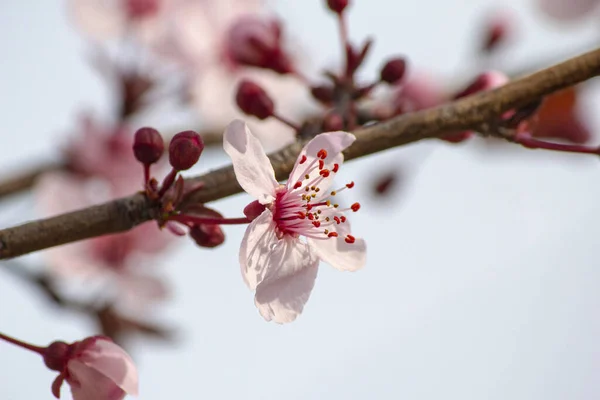 樱桃早午餐 芽和新的面粉红花25 — 图库照片