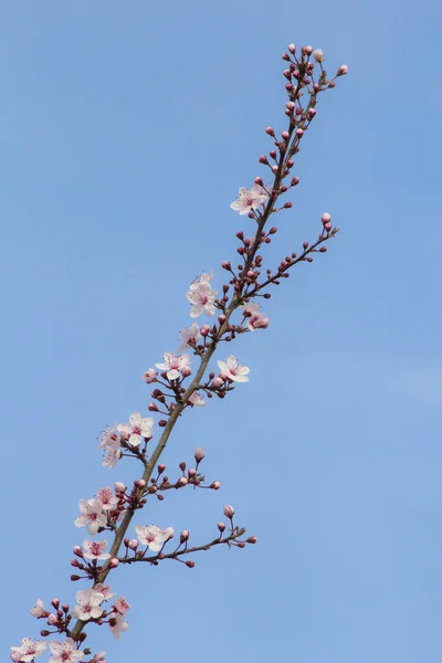 Tomurcuklu vişneli brunch ve yeni pastel pembe çiçekler 23