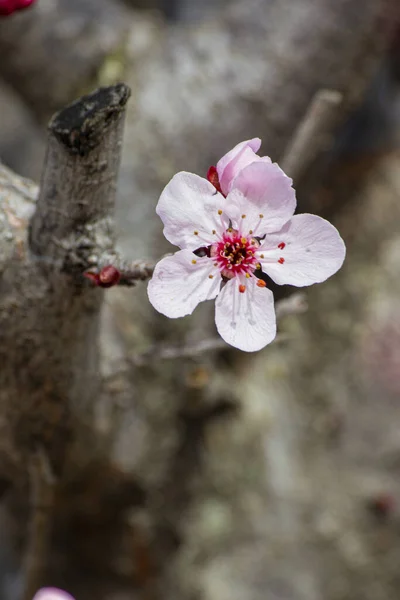 Tomurcuklu kiraz brunch 'ı ve yeni pastel pembe çiçekler 22