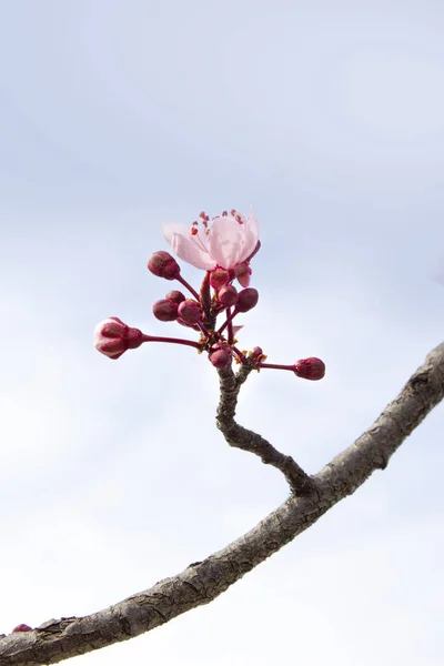 Tomurcuklu vişneli brunch ve yeni pastel pembe çiçekler 21