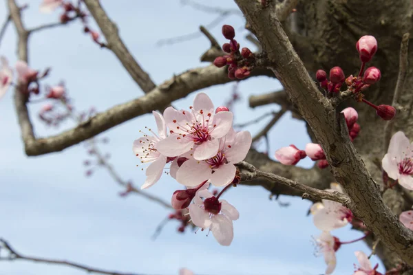 Cherry Brunch Buds New Pastel Pink Flowers — Stock Photo, Image