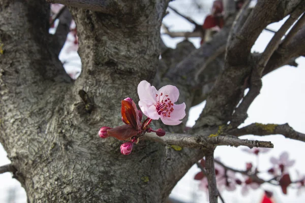 Cherry Brunch Buds New Pastel Pink Flowers — Stock Photo, Image