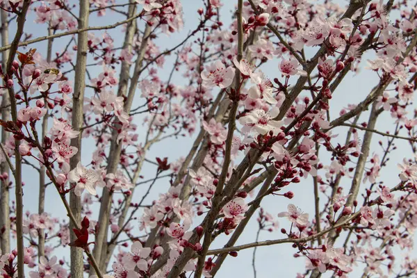 带有芽和新的粉红彩花的樱桃树 — 图库照片