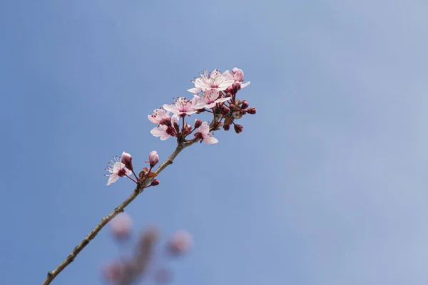 Brunch Cerise Aux Bourgeons Nouvelles Fleurs Rose Pastel — Photo