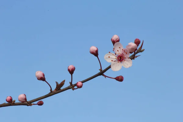 Cherry Brunch Buds New Pastel Pink Flowers — Stock Photo, Image