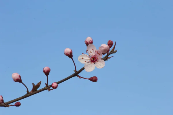 Cherry Brunch Buds New Pastel Pink Flowers — Stock Photo, Image