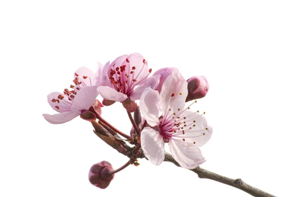 Kirschbrunch Mit Knospen Und Neuen Pastellrosa Blüten — Stockfoto