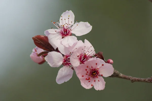 带有芽的樱桃早午餐和新的粉红花 — 图库照片