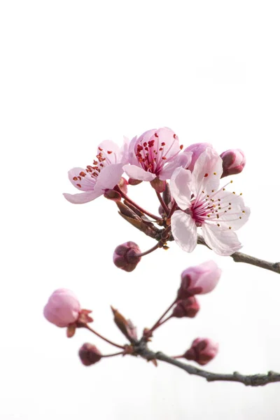 Tomurcuklu vişneli brunch ve yeni pastel pembe çiçekler 8.