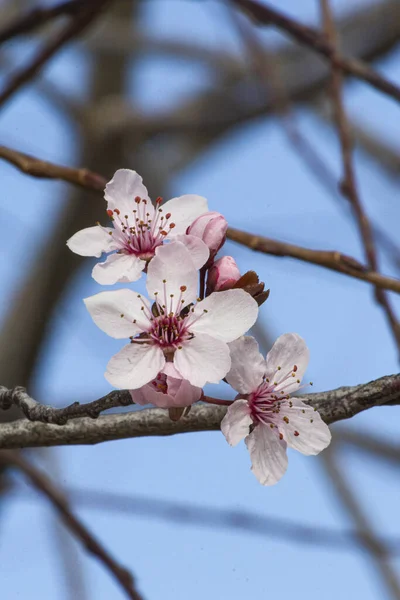 带有芽的樱桃早午餐和新的粉红花7 — 图库照片