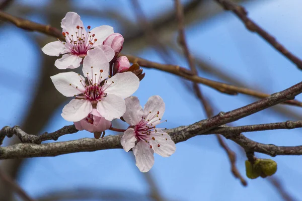 Tomurcuklu vişneli brunch ve yeni pastel pembe çiçekler 6
