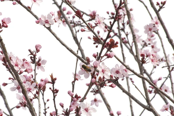 Ветка Вишни Бутонами Новыми Розовыми Цветками — стоковое фото