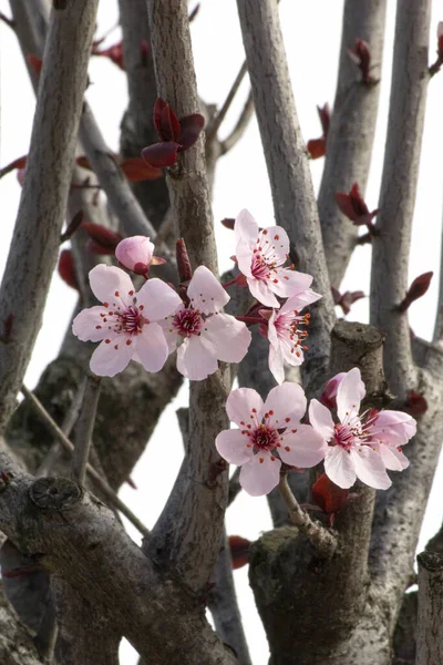 Tomurcuklu kiraz bitkisi ve yeni pastel pembe çiçekler.