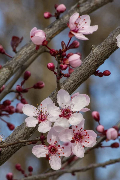 Cherry Plant Buds New Pastel Pink Flowers — Stock Photo, Image