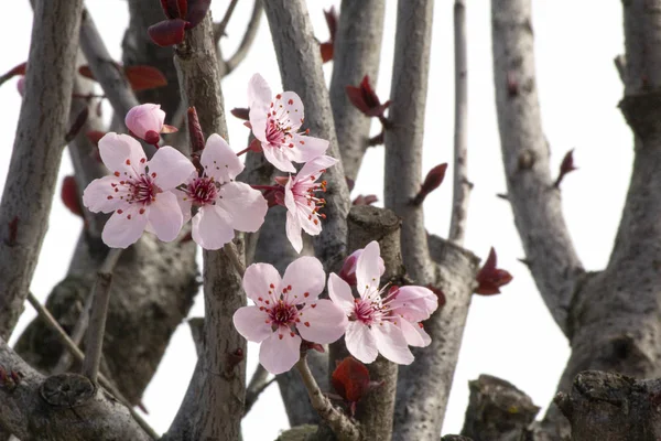 有芽和新的粉红花的樱桃植物1 — 图库照片