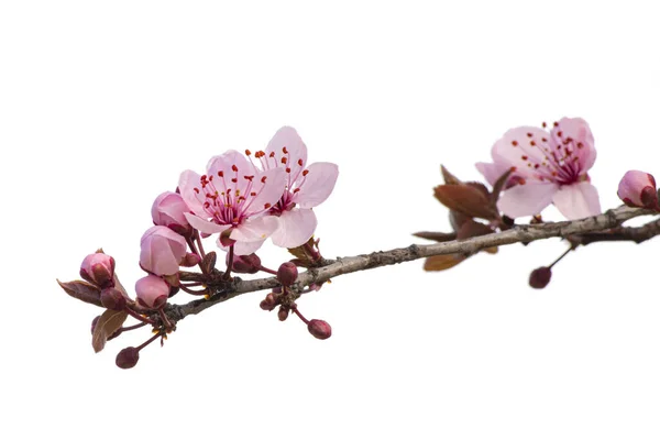 樱桃早午餐 芽和新的面粉红花17 — 图库照片#