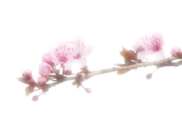 Gałąź Wiśni Pączkami Nowymi Pastelowymi Różowymi Kwiatami — Zdjęcie stockowe