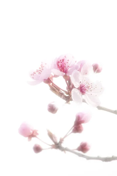 Tomurcuklu kiraz dalı ve yeni pastel pembe çiçekler.