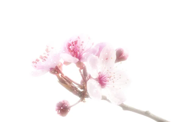 Черешневая Ветвь Бутонами Новыми Розовыми Цветками — стоковое фото
