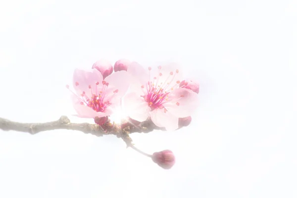 Gałąź Wiśni Pączkami Nowymi Pastelowymi Różowymi Kwiatami — Zdjęcie stockowe