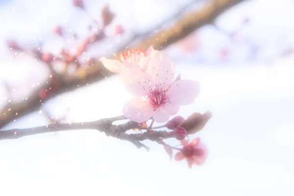 Tomurcuklu kiraz bitkisi ve yeni pastel pembe çiçekler 1