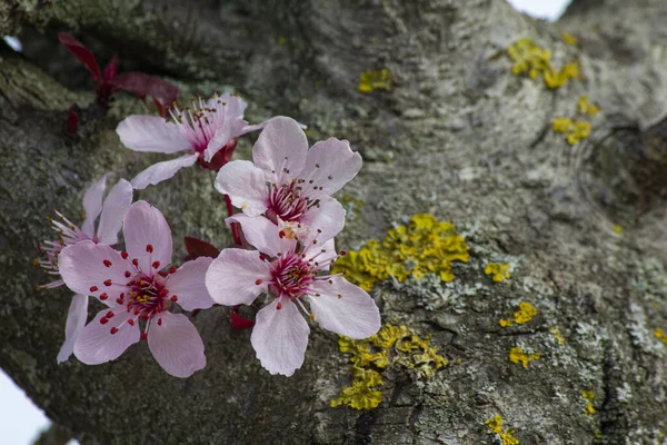 Brightly colored cherry blossoms on trunk with moss