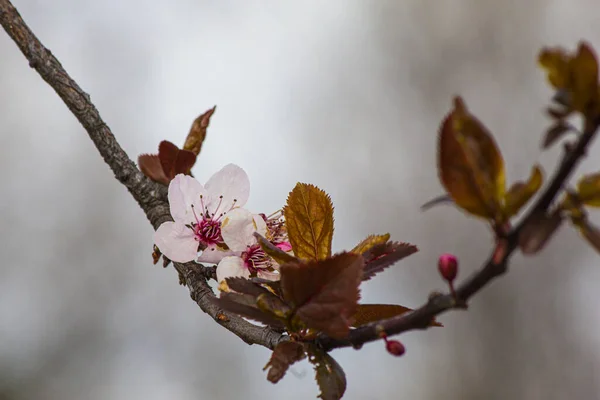 Цветет Вишня Ветке Листьями — стоковое фото