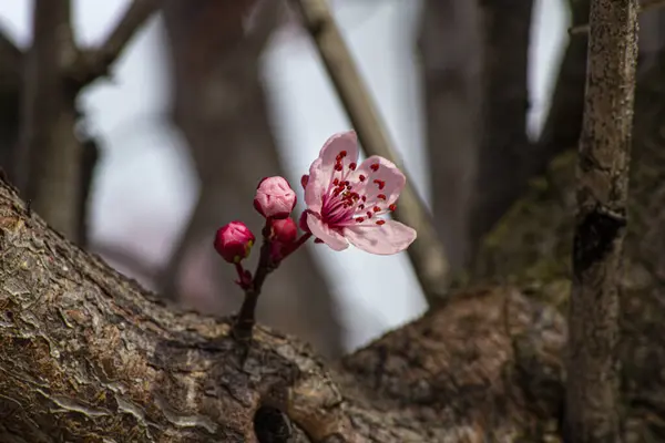 枝条上的花朵和樱花 色彩艳丽 — 图库照片