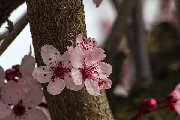 树干上的樱花色彩艳丽 — 图库照片