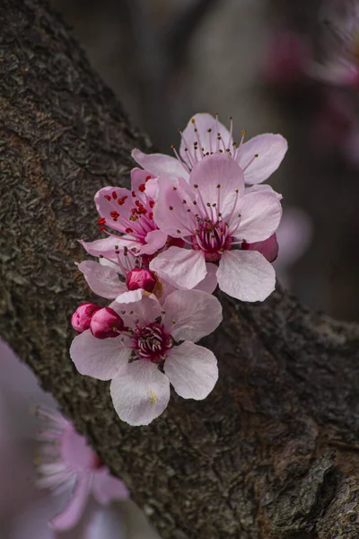 Άνθη Κερασιάς Έντονα Και Κορεσμένα Χρώματα — Φωτογραφία Αρχείου