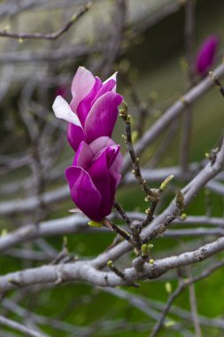 Güzel ve büyüleyici pembe manolya çiçekleri bahar boyunca harika bir güneş ışığı altında açar.