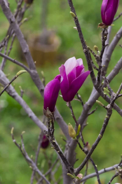 在春日的阳光下 翠绿的草坪上 开着艳丽的紫色和白色花朵的木兰花的细部 — 图库照片