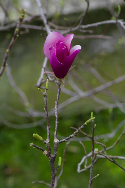 Piękne Czarujące Różowe Kwiaty Magnolii Kwitnące Wiosną Pod Wspaniałym Słońcem — Zdjęcie stockowe