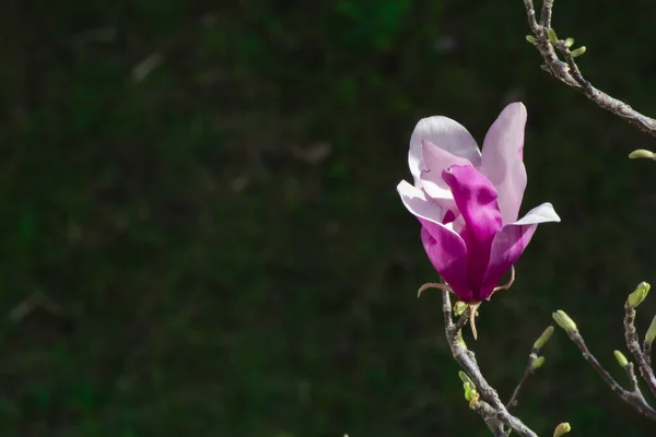 Мбаппе Очаровательные Розовые Цветки Магнолии Цветущие Весной Прекрасным Солнечным Светом — стоковое фото