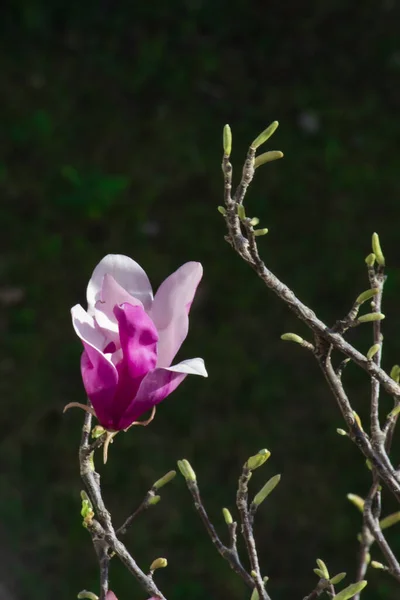 Beautiful Enchanting Pink Magnolia Flowers Blooming Spring Wonderful Sunlight — Stock Photo, Image