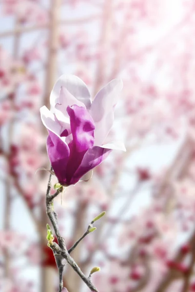 紫玉兰花开在阳光明媚的玫瑰背景上 — 图库照片