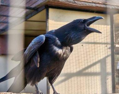 Kuzgun. Serçe Kuş Parkı