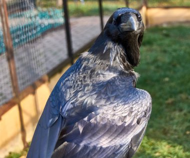 Kuzgun. Serçe Kuş Parkı